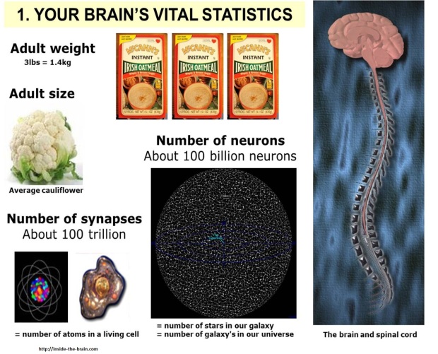 Brain's Vital Statistics